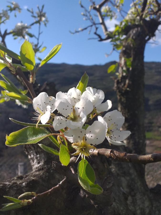 Quinta Da Timpeira Guest House Ламего Екстериор снимка